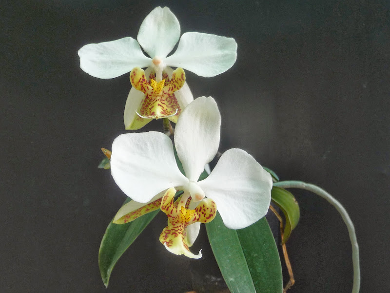 Phalaenopsis stuartiana P1190016