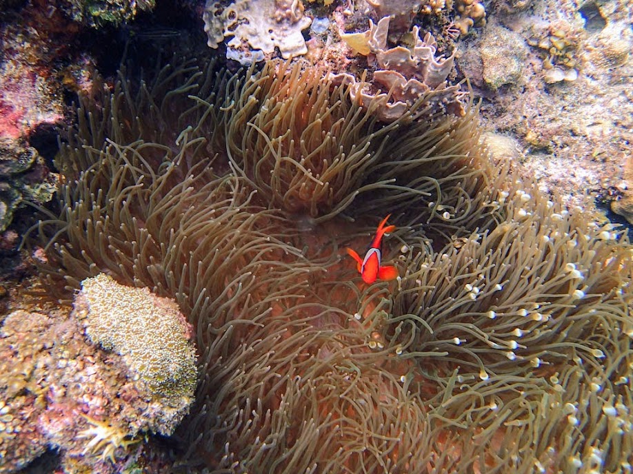 Amphiprion frenatus (Tomato Clownfish) with Entacmaea quadricolor (Bubble Anemone), Small Lagoon, Miniloc Island, Palawan, Philippines.