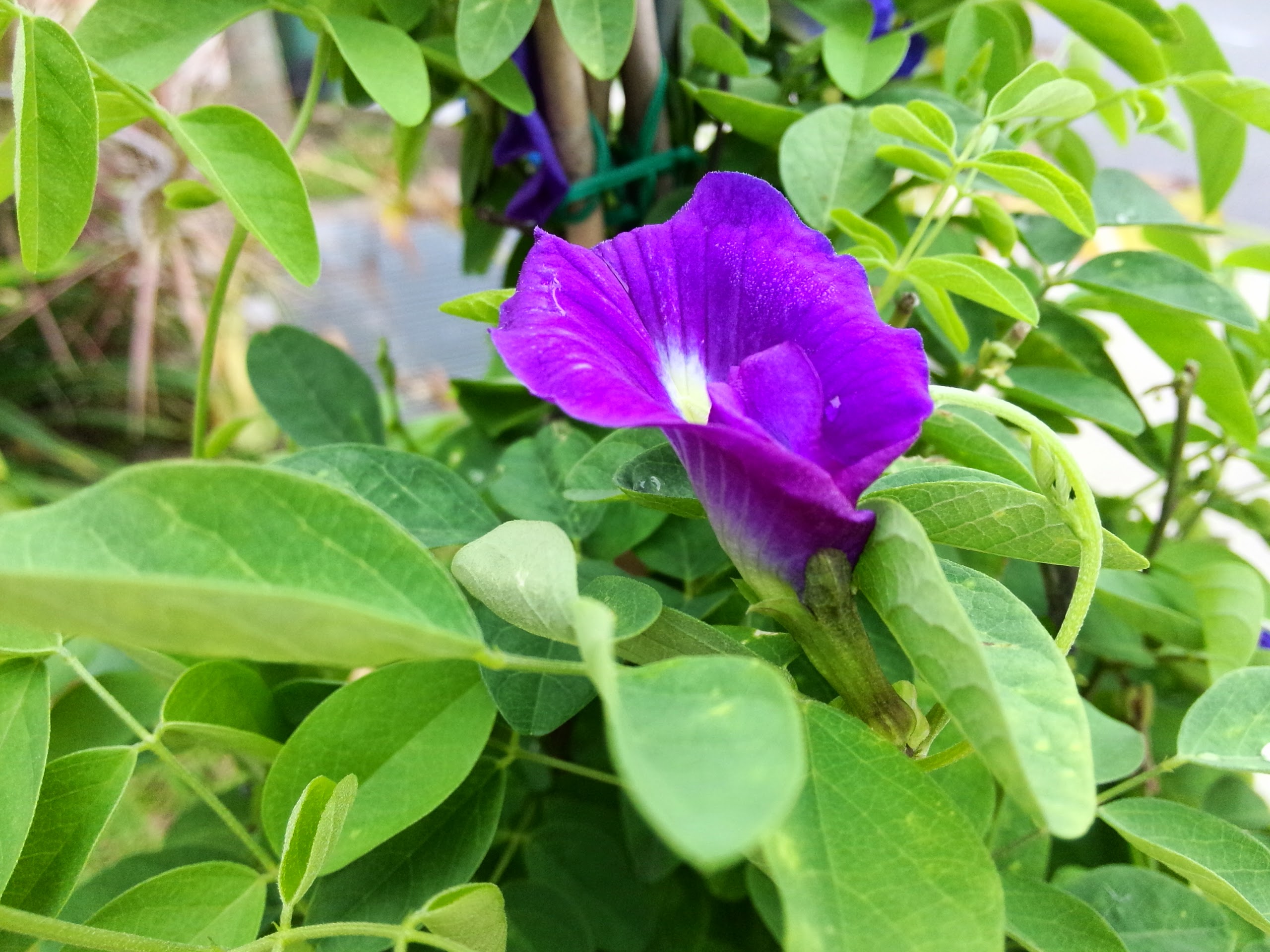 Kebun sejemput: Bunga Telang & Nasi Lemak Biru