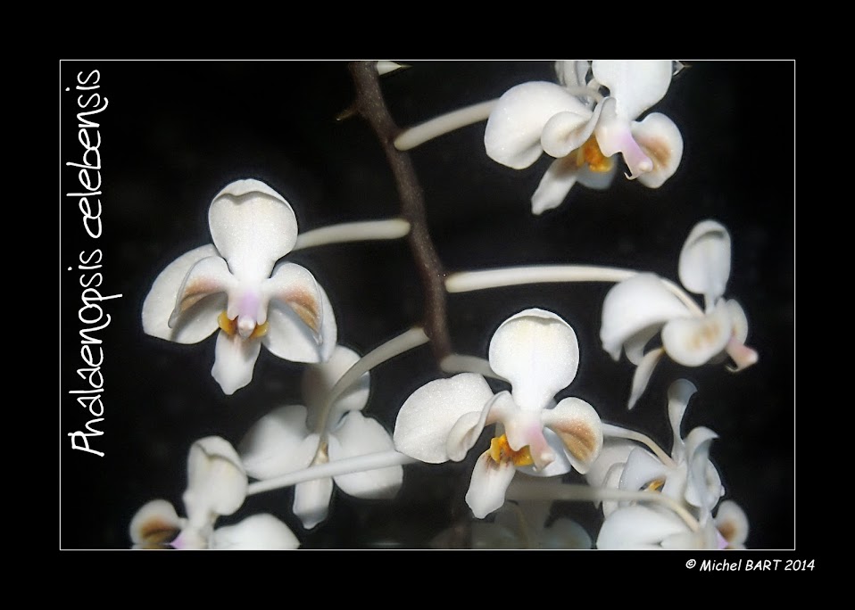 Phalaenopsis celebensis Phalaenopsis_celebensis