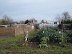 Allotments by the Sick Cottages