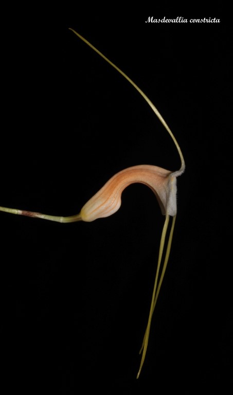 Masdevallia constricta IMG_7326b%252520%252528Medium%252529