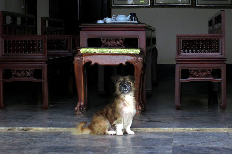 Dog friend at Linh Ung pagoda