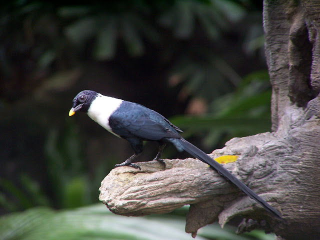Bird watching