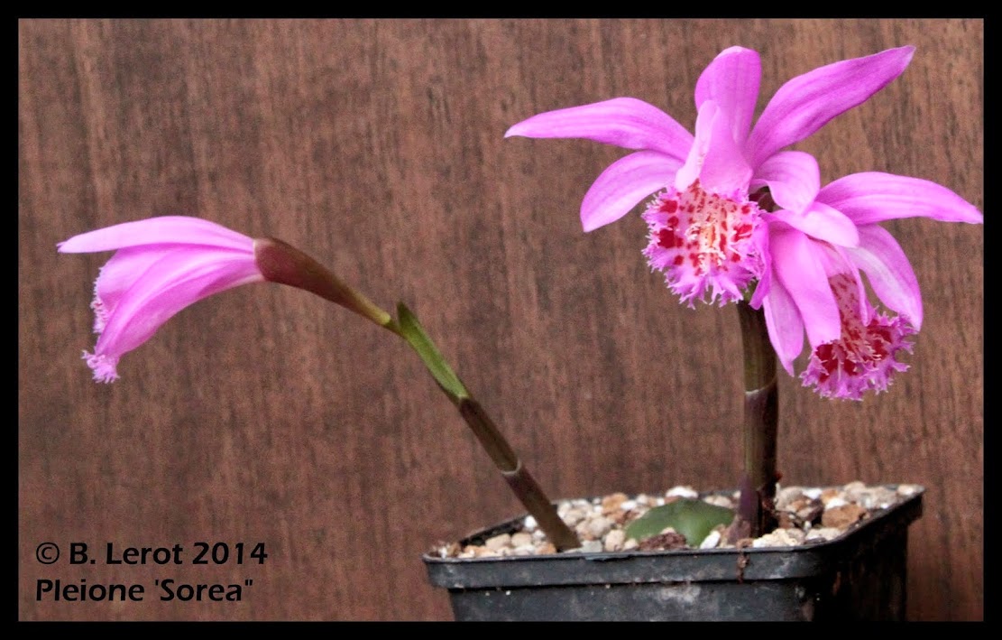 Pleione Sorea IMG_9721