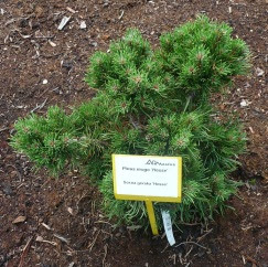 Sosna górska Hesse Pinus mugo Hesse