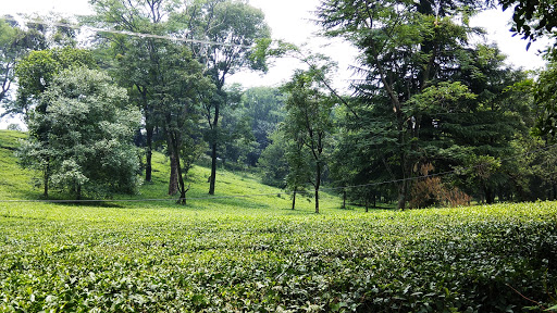 Tea Gardens, Hotel T Bud - Neuggal Rd, Lohna, Palampur, Himachal Pradesh 176061, India, Park_and_Garden, state HP