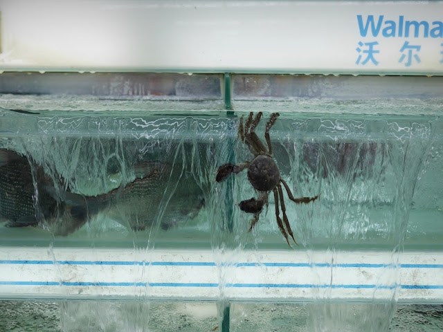 crab dangling outside a tank of water