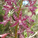 Purple Native Orchid (234200)