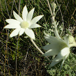 Actinotus helianthi (Flannel Flower) (18777)