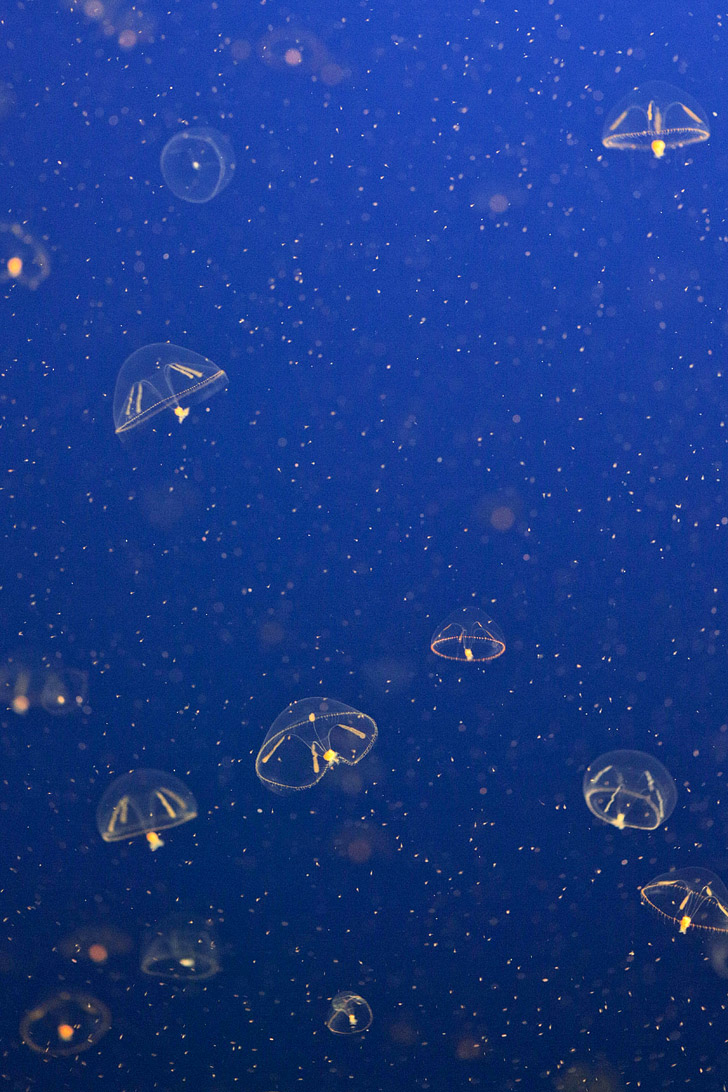 Umbrella jellyfish {Click through to see more Pictures of Jellyfish}.