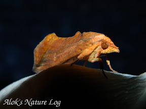 Erebidae, Calpinae, Calpini, Oraesia sp. c.f. O. emarginata