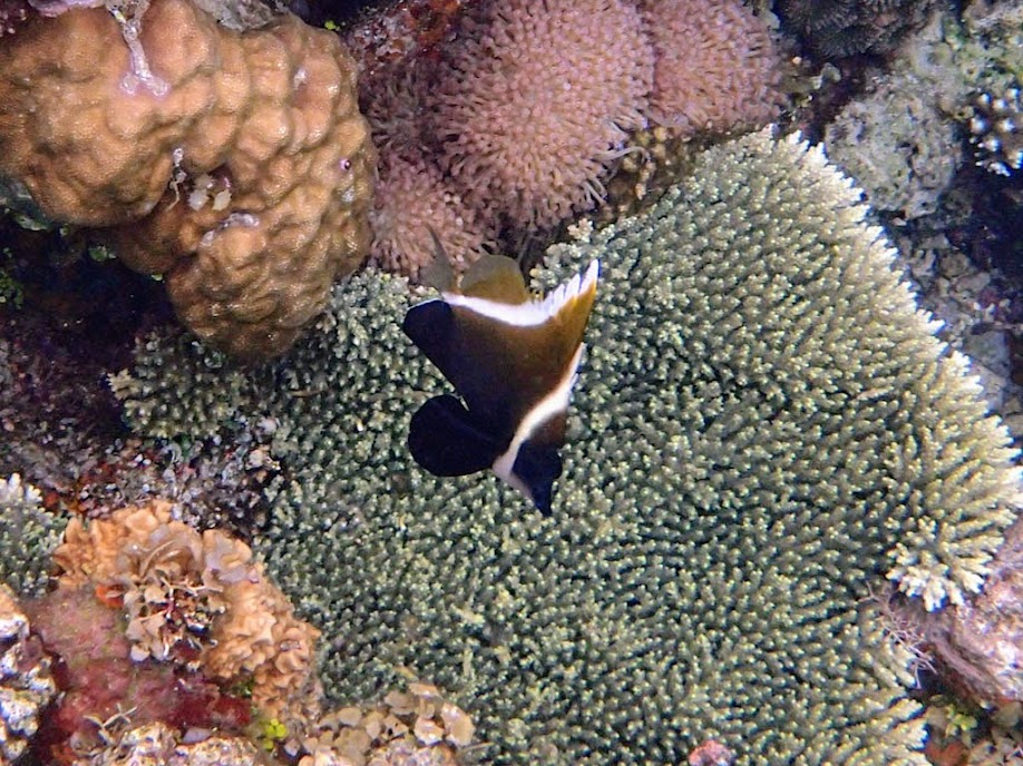 Heniochus varius (Humphead Heniochus), Sand Island, Palawan, Philippines.
