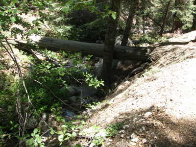 thick tree providing a bridge high-ish above the creek