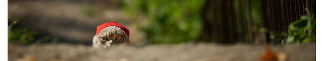 Cover photo