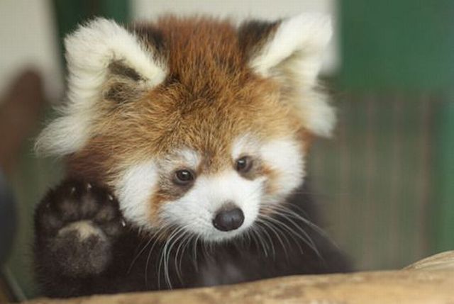 animal cold cute most weird and cool animals birds images