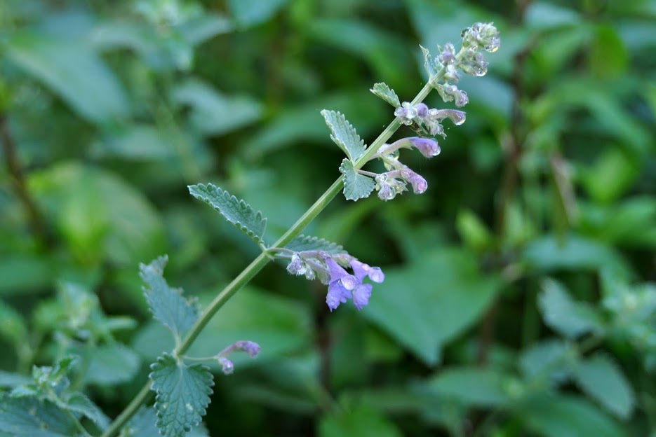 Flowering Catnip