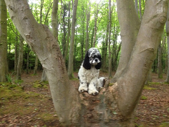 Charlie Brown American cocker spaniel,,stuck up a tree