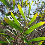 Acacia leafs (103495)