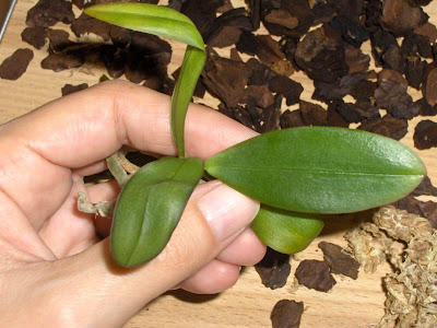 Phalaenopsis Kuntrarti rarashati x Lindenii, seedling out of the pot