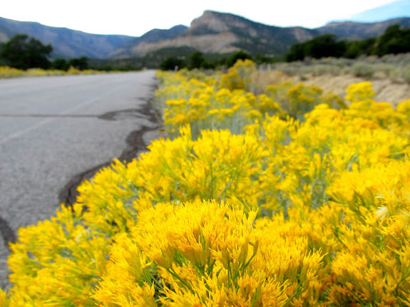 Rabbit brush on the road to Mohrland