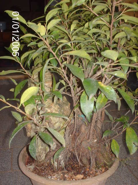Ficus Microcarpa Começando... PICT1001