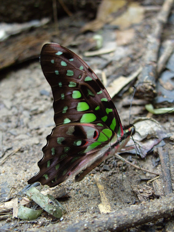 Papillons de l'ile de Sumatra S1051843