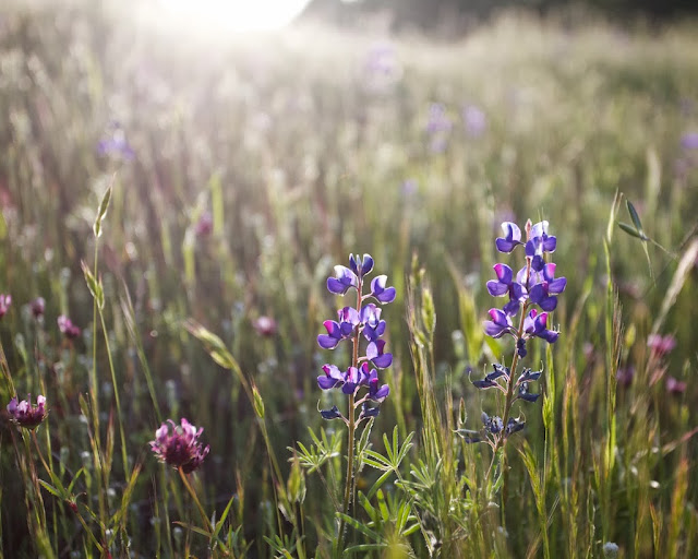 Lupine Lupine