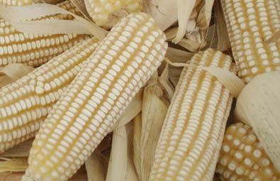 Cultivo de maíz en El Salvador