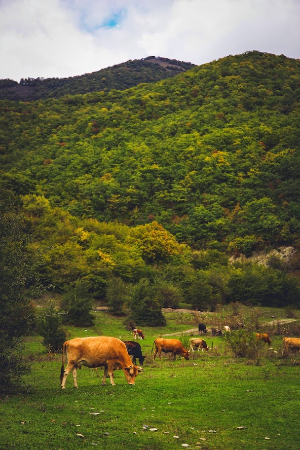Грузия (Казбеги, Тбилиси, Кахетия) октябрь 2014 года. 10 дней без штопора