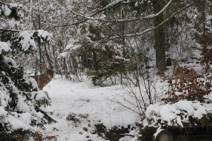 Wilki z Wrocławia na swoim nowym wybiegu w oliwskim zoo