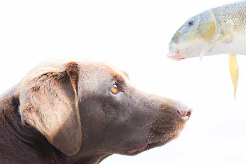 IMAGE: https://lh4.googleusercontent.com/-E7CX36qdXN8/UD1jiRgF6dI/AAAAAAAAHno/SpXD4daWwIY/s800/IMG_1478.jpg