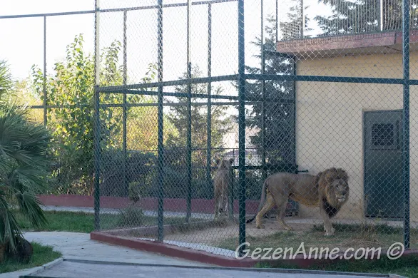 Darıca Hayvanat Bahçesi'nde, aslanlar
