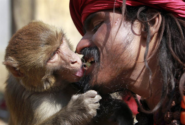 Nice Animal Pictures 11