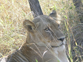 Wildlife Photos of Lionesses