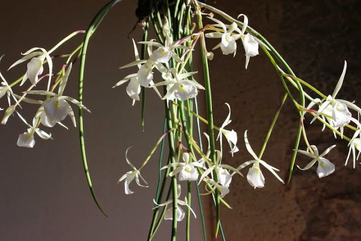 Brassavola flagellaris ou tuberculata ? IMG_0755