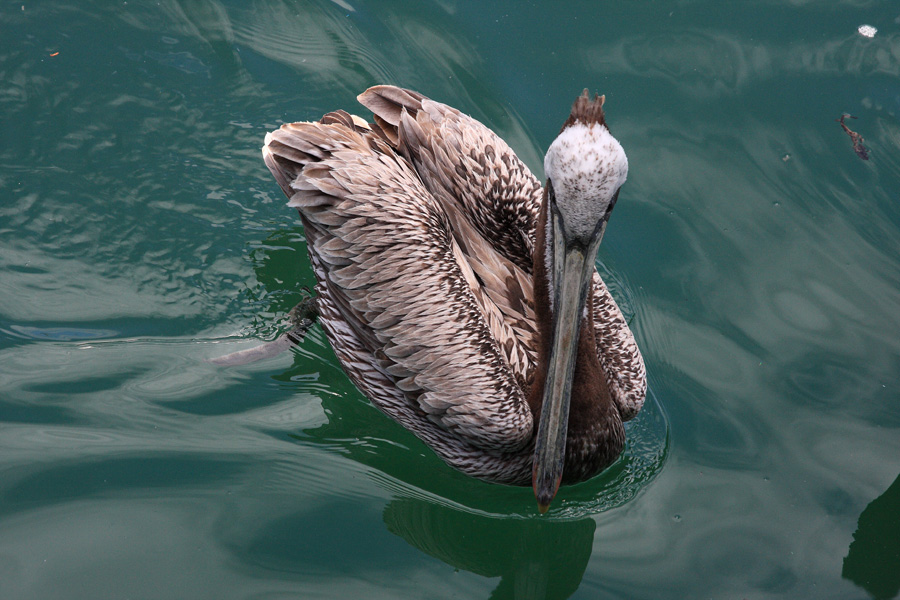 Птицы в фотографиях из путешествий
