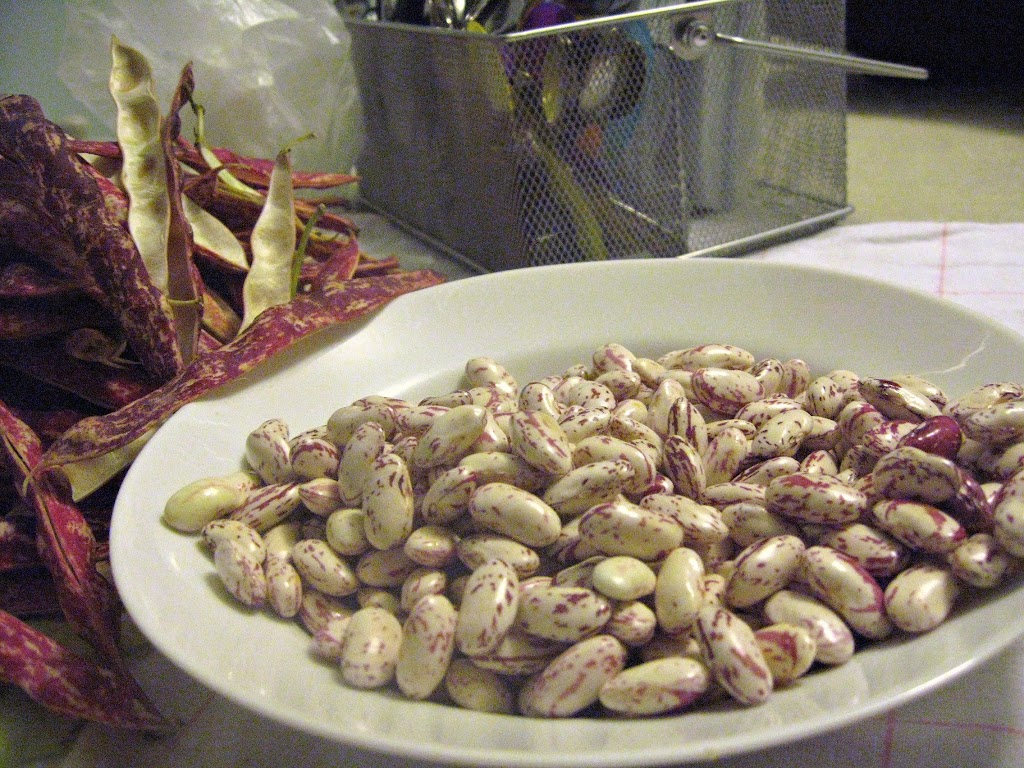 Cranberry beans from a farmer's market in New Jersey