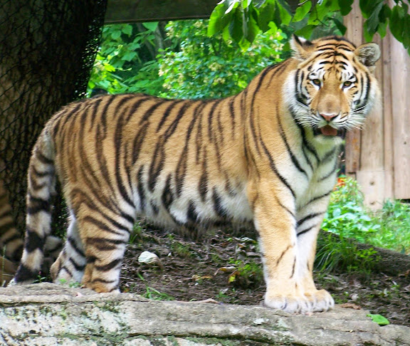 Amur Tiger. From Conservation and Education at the Pittsburgh Zoo and PPG Aquarium