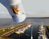 Måge - Seagull