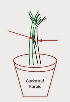 Veredeln%2520Gurke%2520K%25C3%25BCrbis%2520schritt%25202.jpg