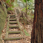 Timber steps on the Guringai Walk (227743)