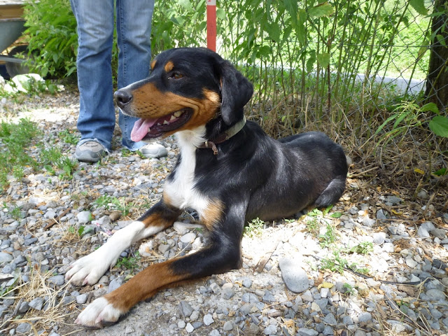  Perdu HOOPER chien mâle bouvier suisse MISON (04) 01/04/2012 BOBBY%252022%2520JUILLET%25202011%25206
