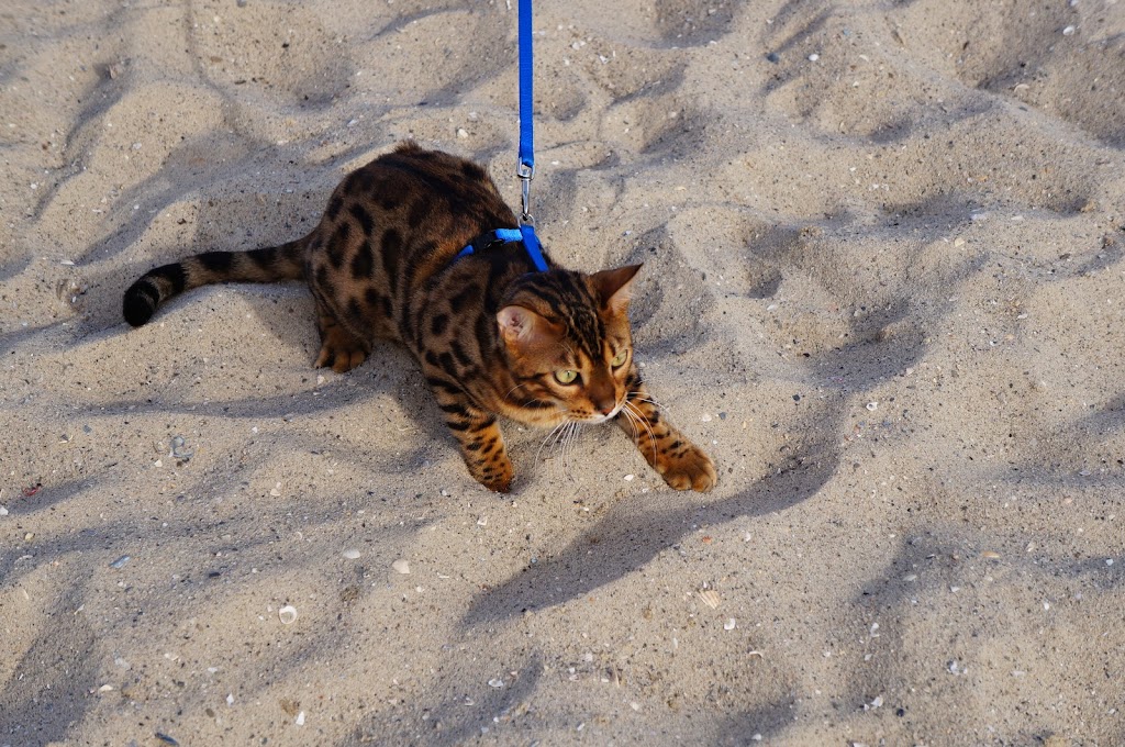 bengal cat on the beach