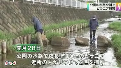 神奈川県厚木市の公園の水路でピラニア 立ち入り禁止で捜索