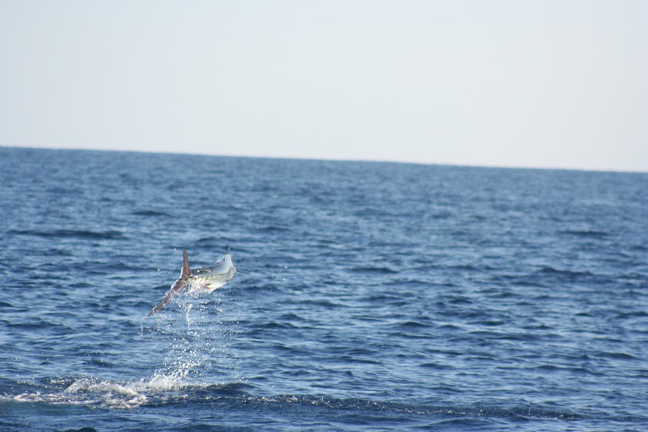 Jumping Marlin