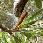 Young Banksia (22043)