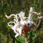Grey Spider Flower (Grevillea Buxifolia) (331982)