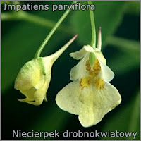 Impatiens parviflora - Niecierpek drobnokwiatowy