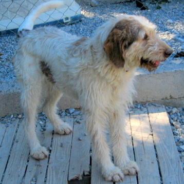 urgent - SARAH - x epagneul 11  ans - Refuge de Digne (04) Sarah1